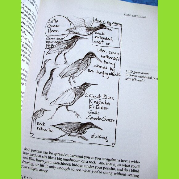 Book: The Sierra Club Guide to Sketching in Nature, by Cathy Johnson - Picture 4 of 16